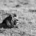 King of the Mara.jpg