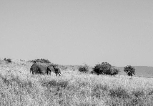 Lone Tusker in the Masai Mara