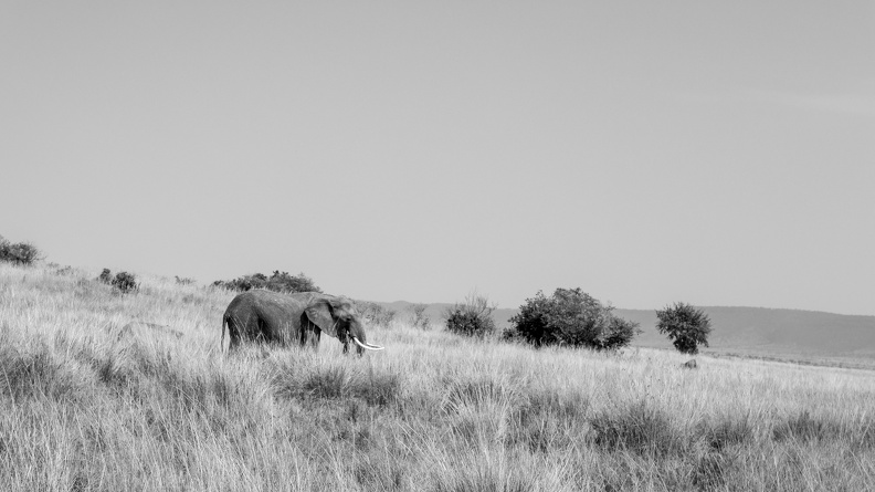 Lone Tusker in the Masai Mara.jpg