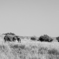 Lone Tusker in the Masai Mara.jpg