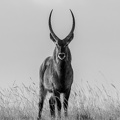 Waterbuck Male.jpg