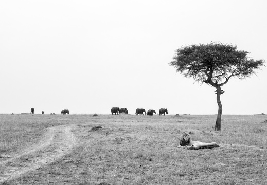 Pair of lions in the Masai Mara