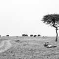 Pair of lions in the Masai Mara.jpg