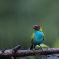 Bay-headed Tanager in the rain