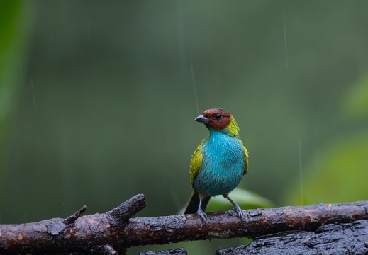 Bay-headed Tanager in the rain