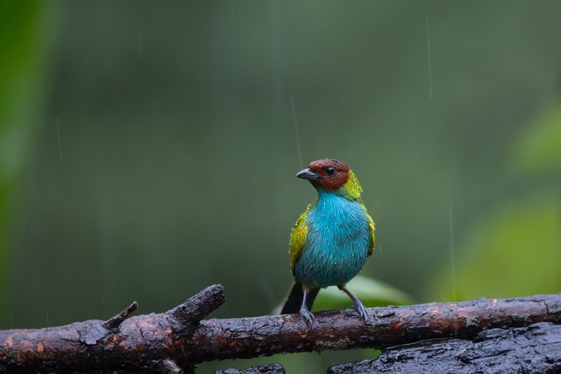 Bay-headed Tanager in the rain.jpg