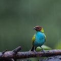 Bay-headed Tanager in the rain.jpg