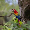 Scarlet Macaw.jpg