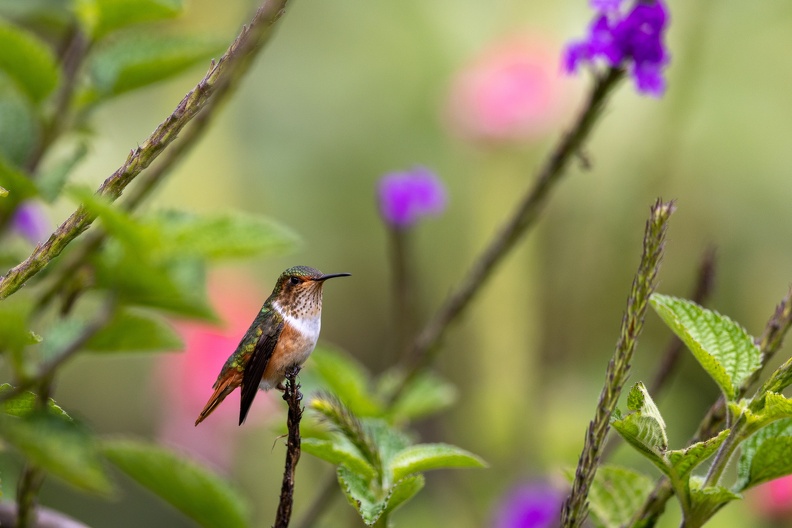 Scintillant Hummingbird.jpg