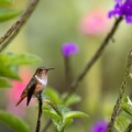 Scintillant Hummingbird.jpg