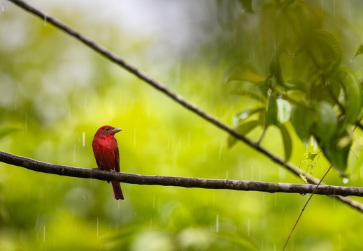 Summer Tanager in the rain