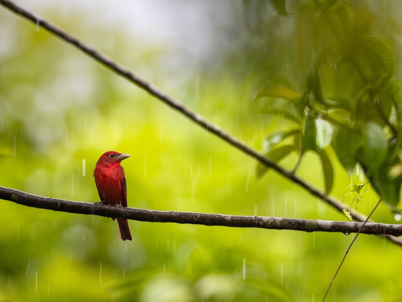 Summer Tanager in the rain