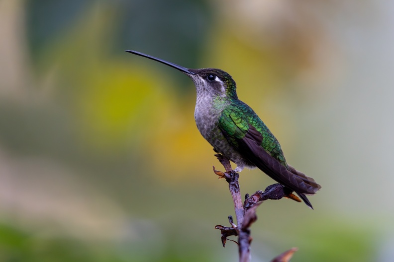 Talamanca Hummingbird.jpg