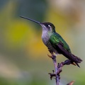 Talamanca Hummingbird.jpg