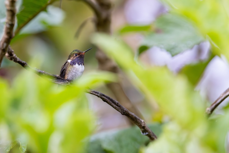 Volcano Hummingbird.jpg