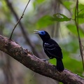 Bare-crowned antbird.jpg