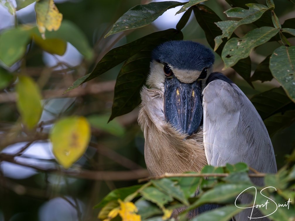 Boat-billed Heron