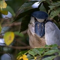 17. Boat-billed Heron.jpg