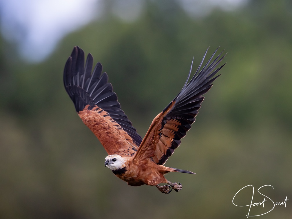 Black-colllared Hawk in flight