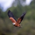 Black-colllared Hawk in flight