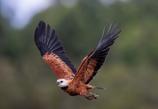 Black-colllared Hawk in flight