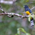 Black-headed Trogon