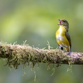 Yellow-throated Euphonia