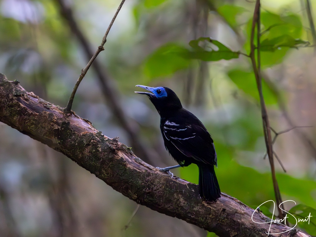 Bare-crowned antbird