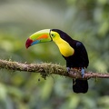 Keel-billed Toucan