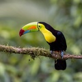 22. Keel-billed Toucan.jpg