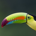 Keel-billed toucan (close-up)