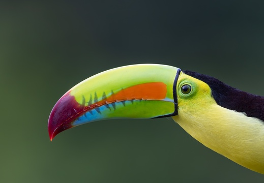 Keel-billed toucan (close-up)