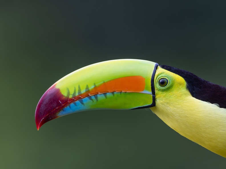 Keel-billed toucan (close-up)