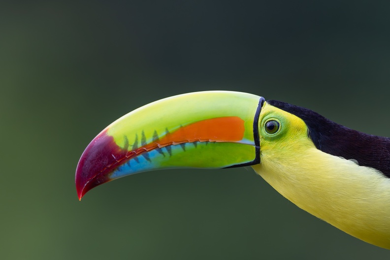 23. Keel-billed toucan (close-up).jpg