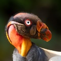 King Vulture