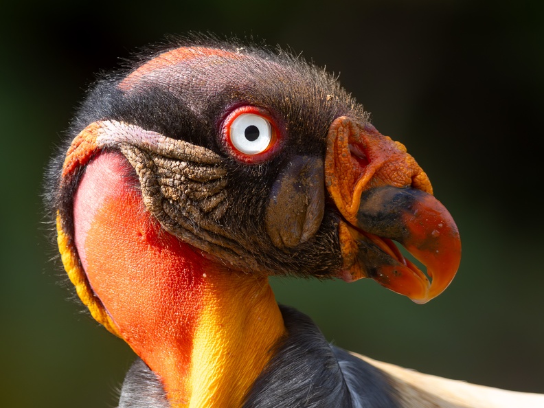 King Vulture