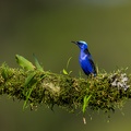 Red-legged honeycreeper