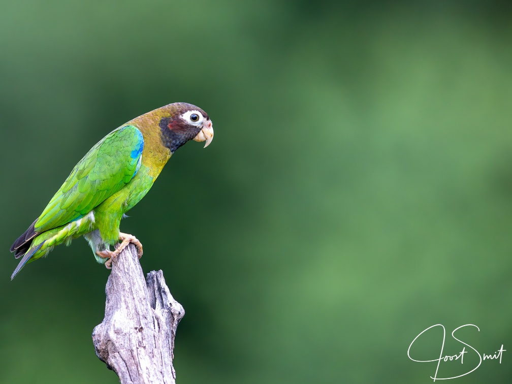 Brown-hooded parrot