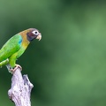 Brown-hooded parrot