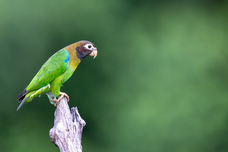 25. Brown-hooded parrot.jpg