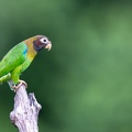 25. Brown-hooded parrot.jpg