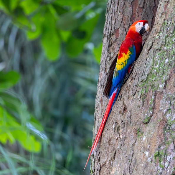 1. Red Macaw.jpg