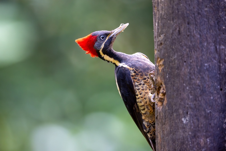 3. Lineated Woodpecker.jpg