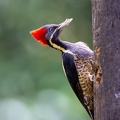 3. Lineated Woodpecker.jpg