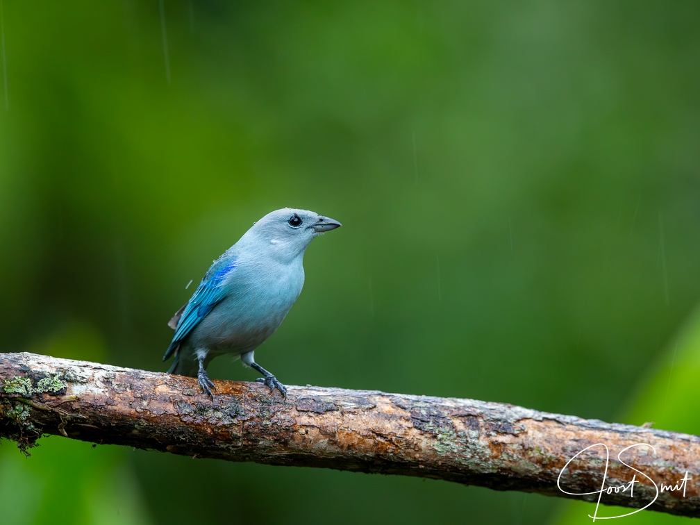 Blue-grey Tanager