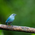 Blue-grey Tanager