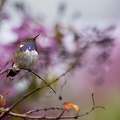 Volcano Hummingbird