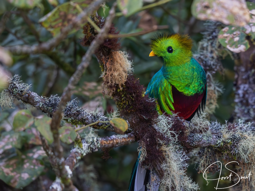 Resplendent Quetzal in a tree