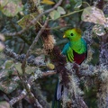 Resplendent Quetzal in a tree