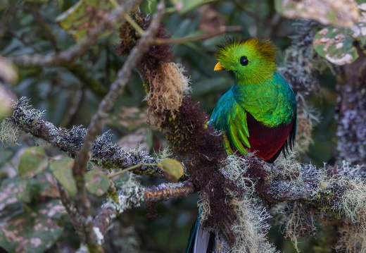 Resplendent Quetzal in a tree